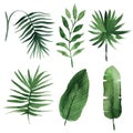 Watercolor tropical leaves Royalty Free Stock Photo