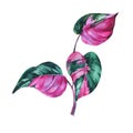 Watercolor tropical leaves. Philodendron pink princess botanical illustration