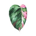 Watercolor tropical leaves. Philodendron pink princess botanical illustration