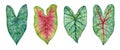 Watercolor tropical leaves of plants. Hand painted Caladium isolated on white background.