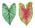 Watercolor tropical leaves of plants. Hand painted Caladium isolated on white background.