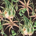 Watercolor tropical leaves seamless pattern. Air plant Tillandsia botanical texture. Succulent terrarium plants Royalty Free Stock Photo