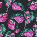 Watercolor tropical leaves seamless pattern. Philodendron pink princess botanical wallpaper Royalty Free Stock Photo