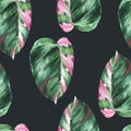 Watercolor tropical leaves seamless pattern. Philodendron pink princess Royalty Free Stock Photo