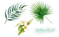 Watercolor tropical leaves set with flowers plumeria on a white background. Royalty Free Stock Photo