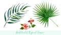 Watercolor tropical leaves set. Hand drawn exotic greenery isolated on white background. Royalty Free Stock Photo