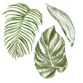 Watercolor tropical leaves set, isolated on white background. Hand painted summer botanical illustration of exotic green plants Royalty Free Stock Photo