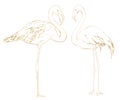 Watercolor tropical linear set with pair of golden flamingos. Hand drawn delicate birds for the interior. An