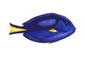 Watercolor tropical marine blue tang dory fish.Hand draw cartoon aquarium animals illustration isolated on white Royalty Free Stock Photo