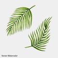 Watercolor tropical palm leaves. Royalty Free Stock Photo