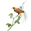 Watercolor tropical paradise bird illustration