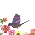 Watercolor tropical pattern with pink hibiscus flowers and Hummingbird birds isolated on white background.