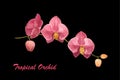 Watercolor tropical pink orchid on black background