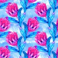 Watercolor tropical protea flower pattern, Australian flower, bright colorful exotic pattern on a white background Royalty Free Stock Photo