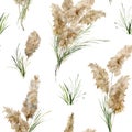 Watercolor tropical seamless pattern of green and dry pampas grass. Hand painted exotic plant isolated on white Royalty Free Stock Photo