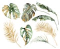 Watercolor tropical set with banana, palm and monstera golden leaves. Hand painted branches and twigs isolated on white