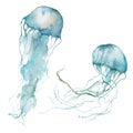 Watercolor tropical set of blue jellyfish. Underwater animals isolated on white background. Aquatic illustration for Royalty Free Stock Photo