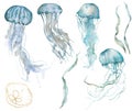 Watercolor tropical set of blue jellyfishes, gold linear shell and laminaria. Underwater animals and plant isolated on
