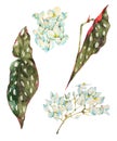 Watercolor tropical set of flowers begonia maculata