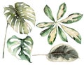 Watercolor tropical set with plants branches and monstera. Hand painted exotic leaves and branches isolated on white Royalty Free Stock Photo