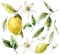 Watercolor tropical set of ripe lemons, flowers and leaves. Hand painted branch of fresh yellow fruits isolated on white Royalty Free Stock Photo