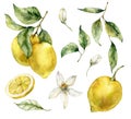 Watercolor tropical set of ripe lemons, leaves and flowers. Hand painted branch of fresh yellow fruits isolated on white