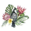 Watercolor tropical toucan and flowers bouquet. Hand painted bird, protea and plumeria isolated on white background Royalty Free Stock Photo