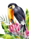 Watercolor tucano bird sitting in tropical flowers and green leaves