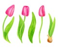 Watercolor tulip flower. Hand painted pink spring flowers with leaves and bulb isolated on white background. Floral Royalty Free Stock Photo