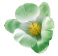 Watercolor tulip flower light green. Flower isolated on white background. No shadows with clipping path. Close-up. Royalty Free Stock Photo