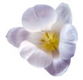 Watercolor tulip flower light purple. Flower isolated on white background. No shadows with clipping path. Close-up. Royalty Free Stock Photo