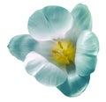 Watercolor tulip flower light turquoise. Flower isolated on white background. No shadows with clipping path. Close-up.
