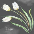 Watercolor tulip flowers