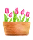 Watercolor tulip flowers in pot. Hand painted pink spring flowers with leaves and bulb in ceramic flowerpot isolated on white Royalty Free Stock Photo