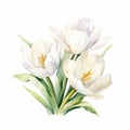 Delicate Watercolor Illustration Of White Tulips On White Background