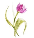 Watercolor tulips flowers. Spring or summer decoration floral botanical illustration. Watercolor isolated. Perfect for