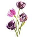 Watercolor tulips flowers. Spring or summer decoration floral botanical illustration. Watercolor isolated. Perfect for Royalty Free Stock Photo