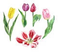 Watercolor tulips isolated. Hand drawn tulip flowers, isolated on white background. Spring flower illustration Royalty Free Stock Photo