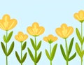 watercolor tulips and narcissuses. hand - painted. Royalty Free Stock Photo