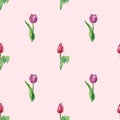 Tulips seamless pattern on pastel pink background. Watercolor spring botanical print. Hand painted illustration Royalty Free Stock Photo