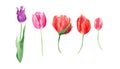 Watercolor tulips set. Botanical illustration with spring violet, red, and orange flowers and leaves