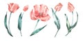 Watercolor tulips set. Salmon Tulips. Coral delicate flowers.