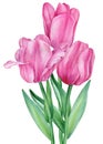 Watercolor tulips. Spring flowers isolated on white background for your design. Hand drawn illustration