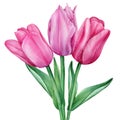 Watercolor tulips. Spring illustration isolated on white background for your design. Flowers