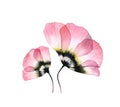 Watercolor Tulips. Transparent big flowers isolated on white. Set of two plants. Hand painted artwork with detailed Royalty Free Stock Photo