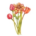 Watercolor Tulips. Wild flower set isolated on white. Botanical watercolor illustration, orange tulips bouquet, rustic Royalty Free Stock Photo