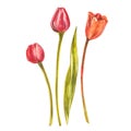 Watercolor Tulips. Wild flower set isolated on white. Botanical watercolor illustration, orange tulips bouquet, rustic Royalty Free Stock Photo