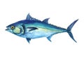 Watercolor Tuna fish isolated on a white background
