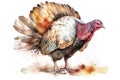 Watercolor turkey illustration on white background