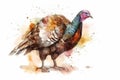 Watercolor turkey illustration on white background